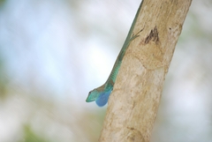 Grand Cayman Anole photo 4