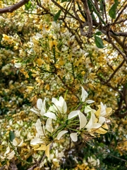 Crateva adansonii formosensis