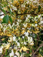 Crateva adansonii formosensis