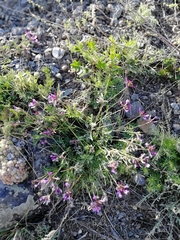 Astragalus ceratoides
