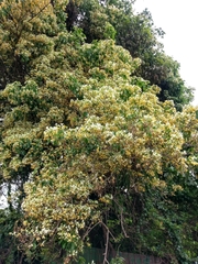 Crateva adansonii formosensis