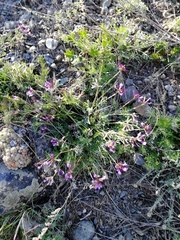 Astragalus ceratoides