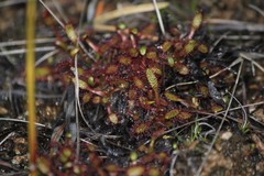 Drosera linearis