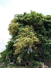 Crateva adansonii formosensis