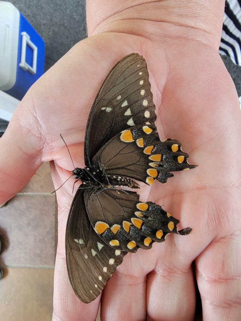 Spicebush Swallowtail from Byrdstown, TN 38549, USA on June 4, 2024 at ...