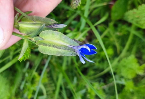 Image of Gentiana utriculosa by (c) Andreas Schneider, some rights reserved (CC BY)
