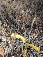 Aphyllon fasciculatum