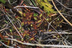 Drosera linearis