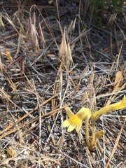 Aphyllon fasciculatum