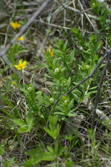 Lithospermum caroliniense
