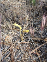 Aphyllon fasciculatum