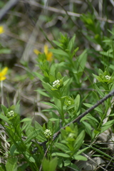 Lithospermum caroliniense