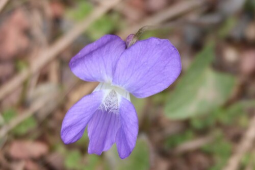 New England Violet (Viola novae)