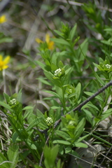 Lithospermum caroliniense