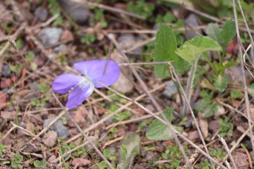 Image of Viola novae by (c) Millie Basden, some rights reserved (CC BY)