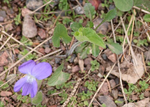 Image of Viola novae by (c) Millie Basden, some rights reserved (CC BY)