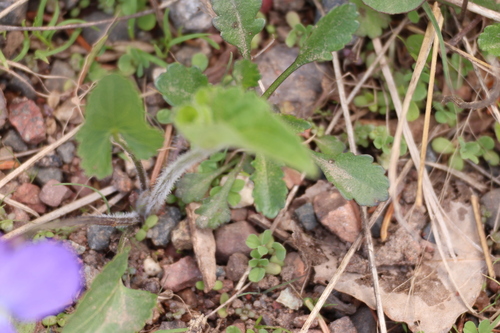 Image of Viola novae by (c) Millie Basden, some rights reserved (CC BY)
