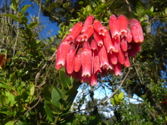 Macleania loeseneriana