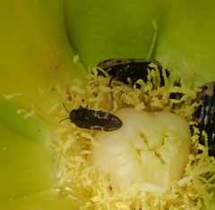 Acmaeodera neglecta neoneglecta