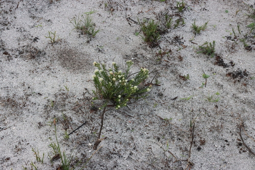 Image of Phylica imberbis by (c) Tony Rebelo, some rights reserved (CC BY-SA)