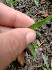 Moehringia macrophylla