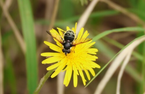 Narrow-banded Pond Fly photo 4