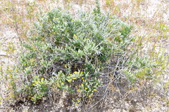 Tetradymia spinosa