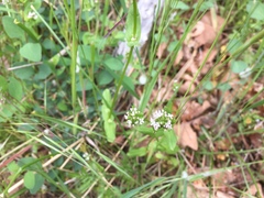 Plectritis macrocera