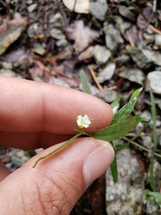 Moehringia macrophylla