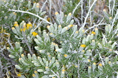 Tetradymia spinosa