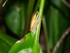 Litoria fallax