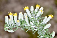 Tetradymia spinosa