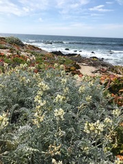 Astragalus miguelensis
