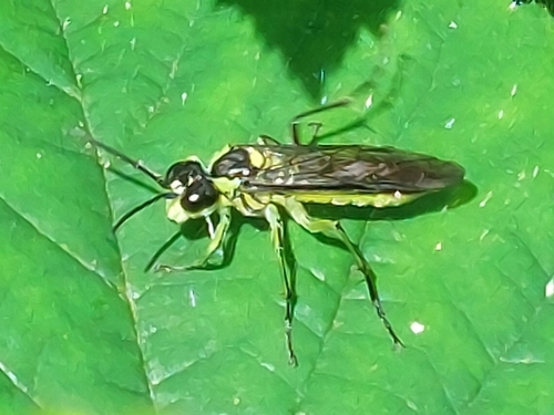 Common Green-Tenthredo photo 2