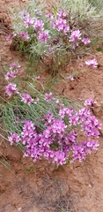 Astragalus saurinus