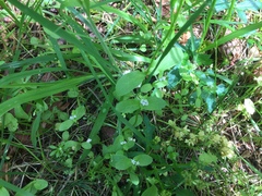 Plectritis macrocera