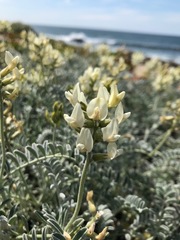 Astragalus miguelensis