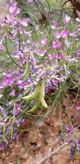 Astragalus saurinus