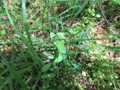 Plectritis macrocera