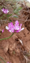 Astragalus saurinus