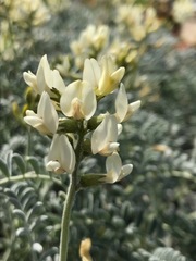 Astragalus miguelensis