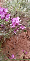 Astragalus saurinus
