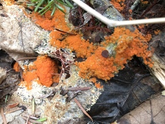 Byssonectria terrestris