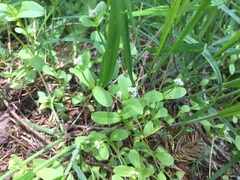 Plectritis macrocera