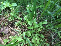 Plectritis macrocera