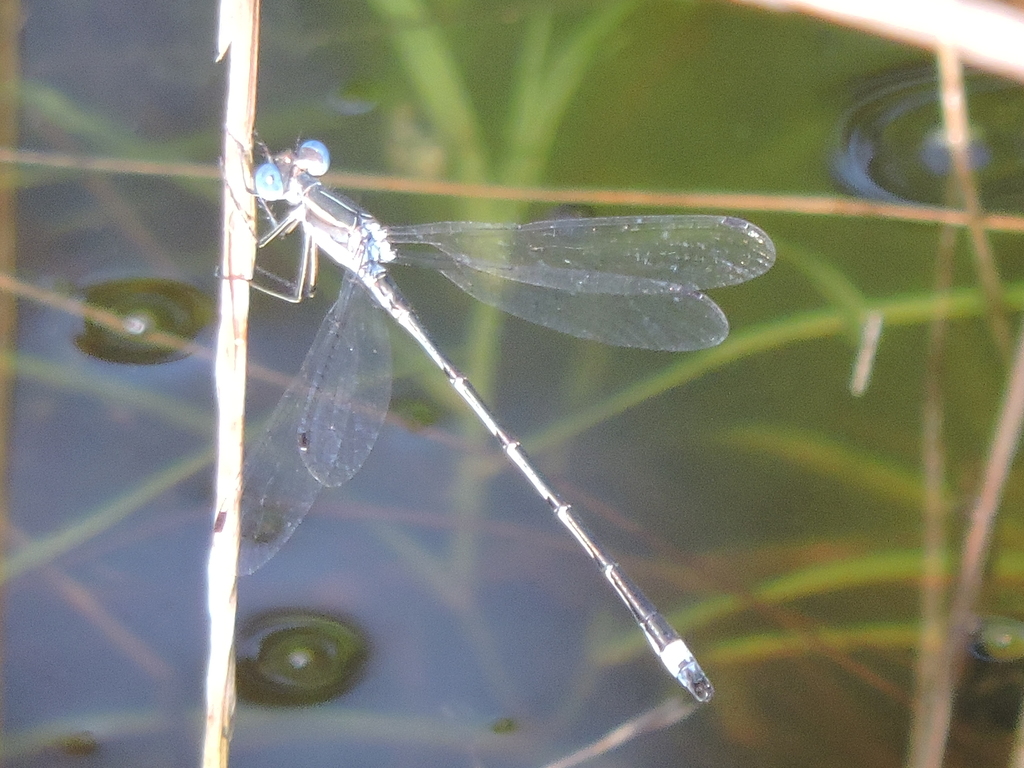 Southern Spreadwing