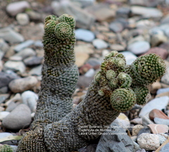 Mammillaria matudae
