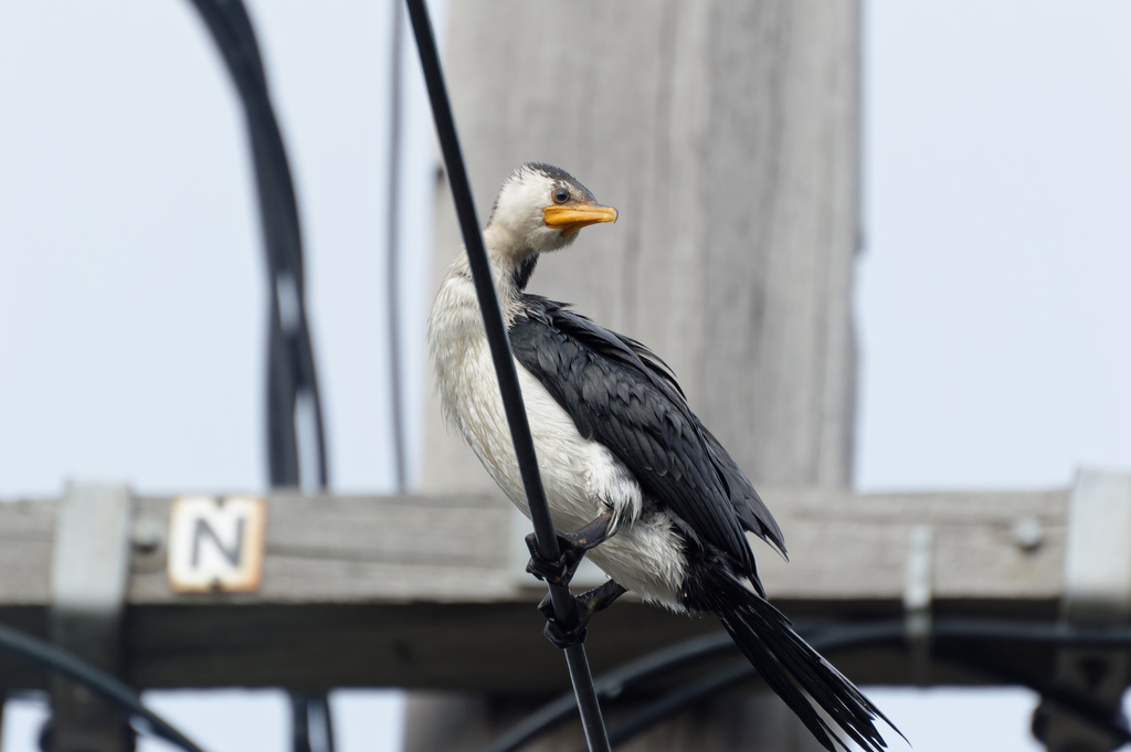 Little pied cormorant perched on a pole, black above and white below