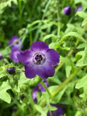 Pholistoma auritum auritum