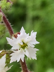 Lithophragma maximum